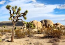 11 Best Hikes in Joshua Tree you Can’t Miss! Best hikes in Joshua Tree