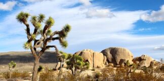 11 Best Hikes in Joshua Tree you Can’t Miss! Best hikes in Joshua Tree