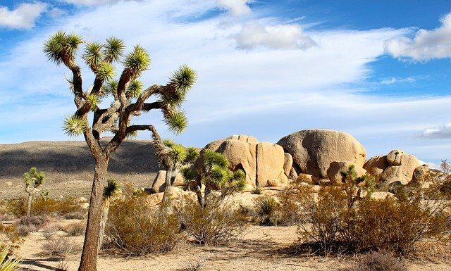 11 Best Hikes in Joshua Tree you Can’t Miss! Best hikes in Joshua Tree